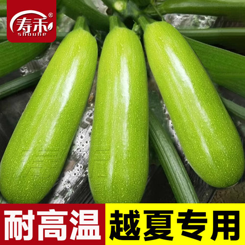 蔬菜越夏专用四季寿光西葫芦种子