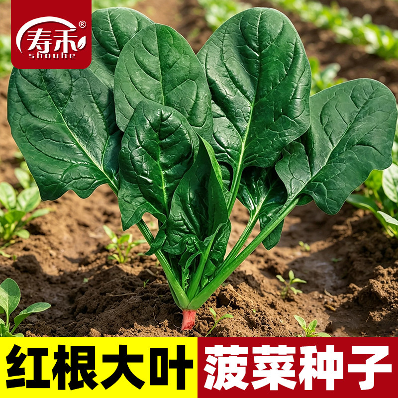 蔬菜四季阳台盆栽大叶菠菜图片
