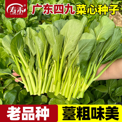 广东四九菜心种子老品种四季菜苔蔬菜种籽孑增城迟青菜籽苗秧菜籽