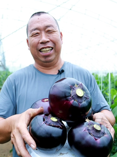 Японские круглые семя семян семян семян семян/черного сокровища.