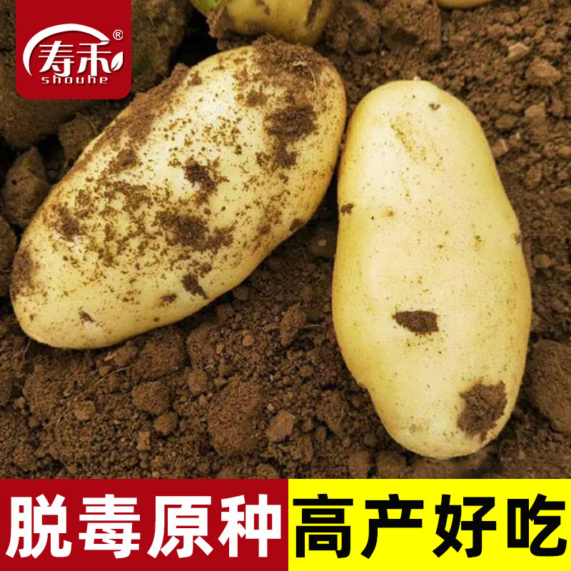 高产黄皮土豆种原种孑种子马铃薯种黄心带芽原种秋季春天冬季种籽