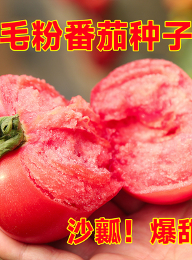 毛粉802番茄种子大果西红柿种籽子四季老品种蔬菜苗秧孑秧苗