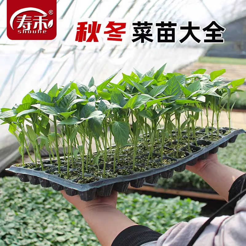 秋季蔬菜苗幼苗番茄小秧苗四季秧菜苗茄子辣椒西瓜黄瓜秋天南方