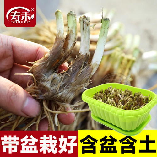 土培盆栽韭菜种子种籽子苗四季根苗菜籽蔬菜山东寿光独根红宽叶根