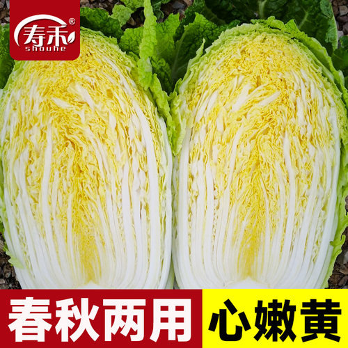黄心大白菜种子秋播冬储寿禾牌