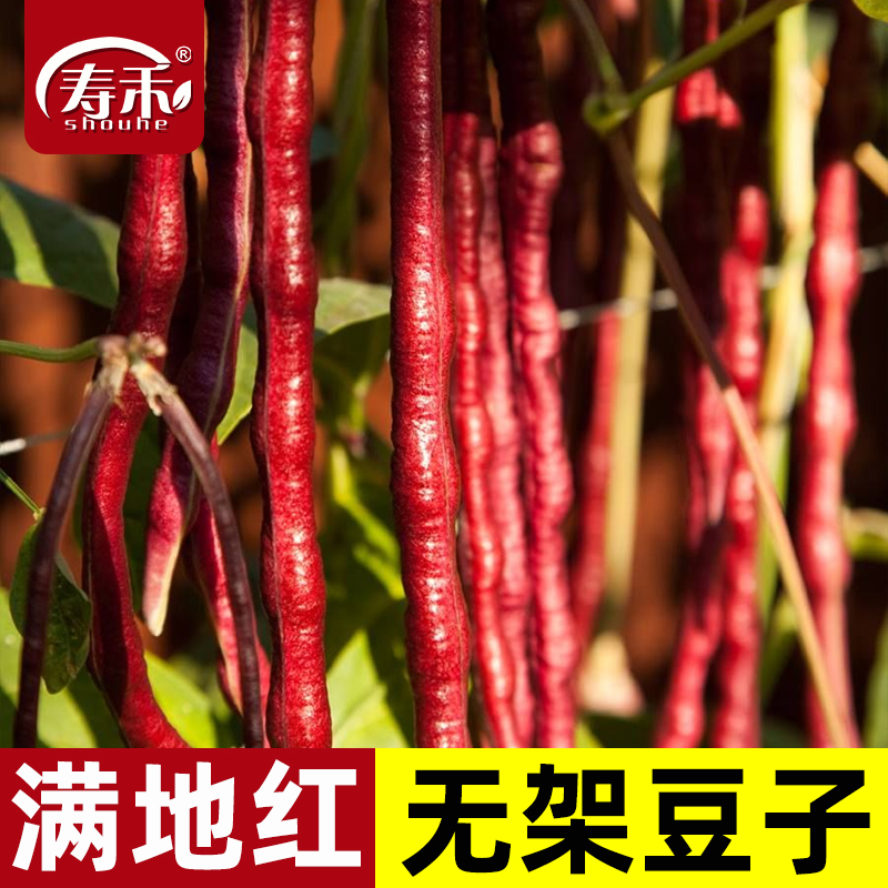 五月红满地无架豆种子寿禾春秋