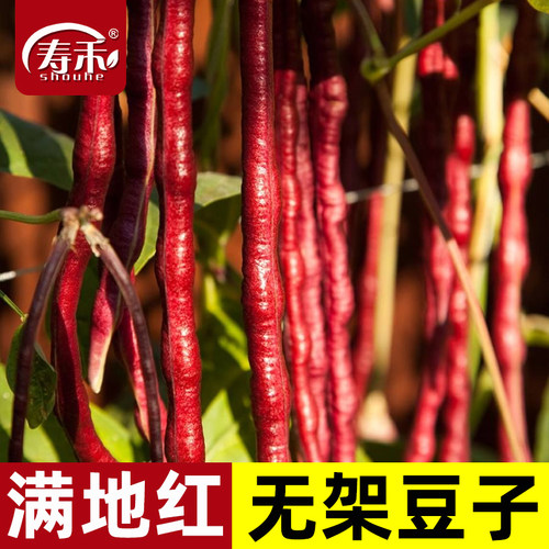 五月红满地无架豆种子寿禾春秋