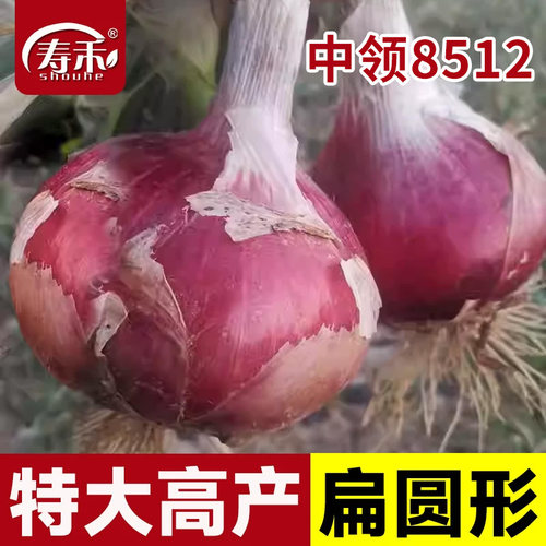 中领8512紫皮洋葱种子圆葱扁圆