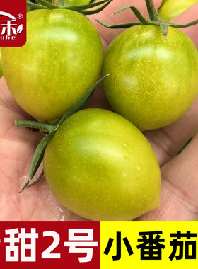 青美玉绿色小番茄种子苗秧樱桃西红柿种籽孑子青甜2号圣女果苗