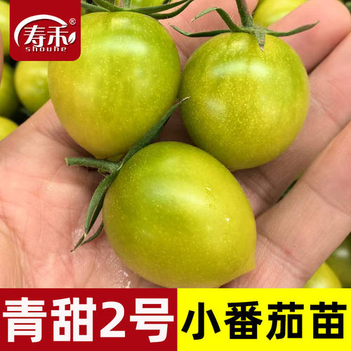 青甜2号绿色小番茄种子苗秧樱桃西红柿种籽孑秧苗夏洛特圣女果苗