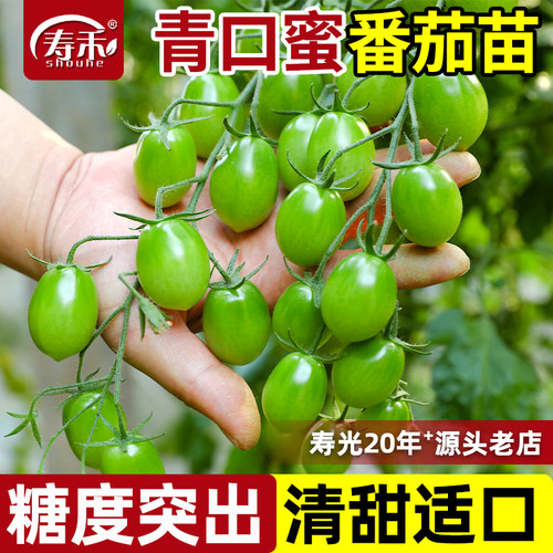 青口蜜番茄苗子西红柿青甜四季阳台盆栽蔬菜苗秧绿色水果小圣女果