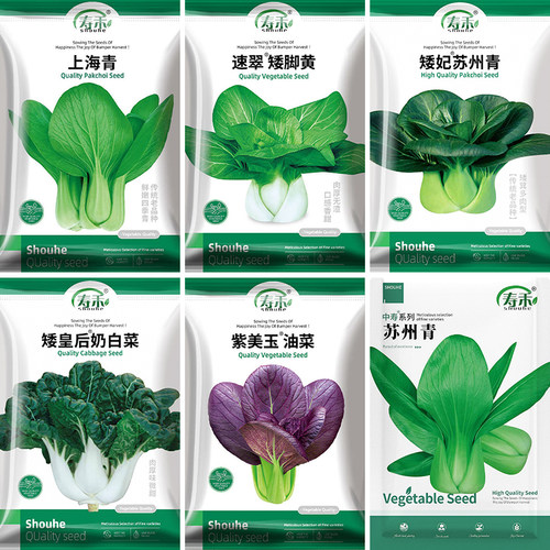小青菜种籽正宗上海四季油莱