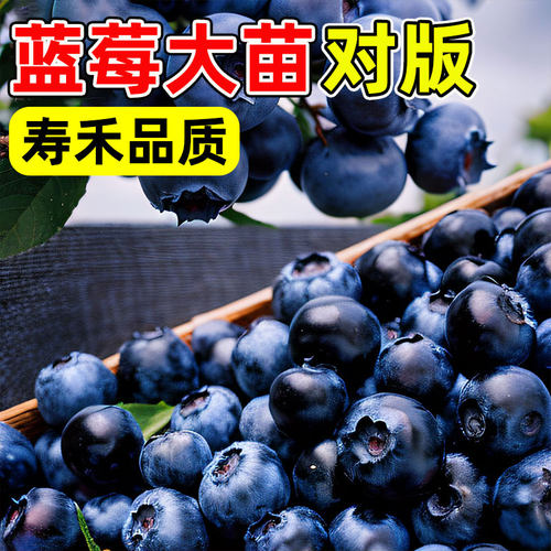 蓝莓树果苗树苗盆栽种子苗南方北方种植果树苗木L29f6小苗组培苖