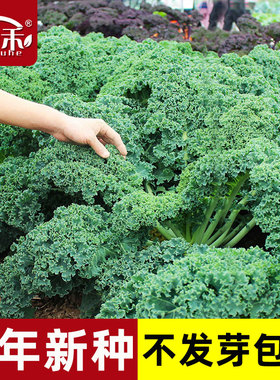 羽衣甘蓝种子种籽苗孑食用秋冬季紫色蔬菜种籽四季盆栽菜苗冬季