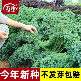 羽衣甘藍種子種籽苗孑食用秋冬季 盆栽菜苗冬季 紫色蔬菜種籽四季