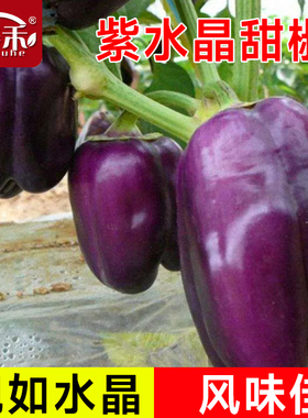荷兰紫水晶甜椒种子孑紫色五彩彩椒辣椒种籽春秋季菜椒灯笼椒籽种
