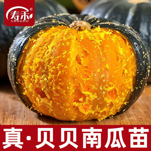 绿贝贝小南瓜种子板栗味秧蔬菜种籽种子苗惠和一号秧苗又甜又面的