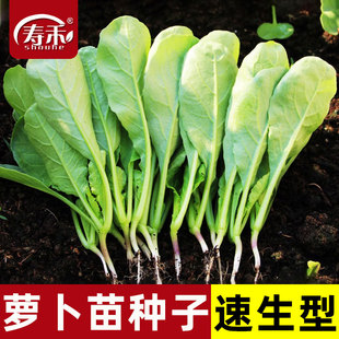 萝卜苗青菜种子种籽盆栽青萝卜籽种水培芽苗菜四季 苗种孑菜种菜籽