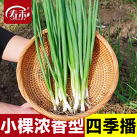 四季小葱种子苗小香葱种籽大葱盆栽葱苗蔬菜种头分葱葱红葱头带根