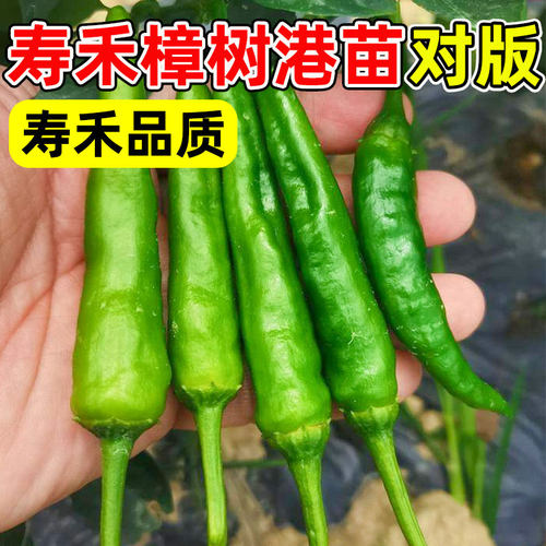 正宗寿禾樟树辣椒苗种子岳阳春季