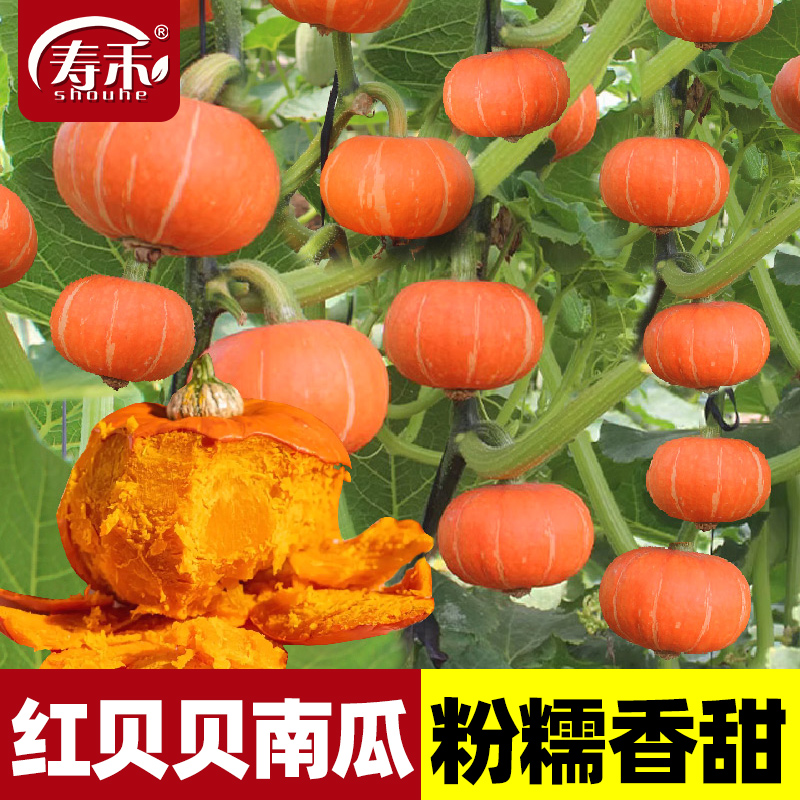 红贝贝南瓜种苗板栗南瓜秧苗四季高糖甜春夏子种盆栽蔬菜种子农家