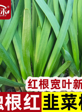 现挖红根宽叶韭菜根苗四季根紫根盆栽种植盆苗大叶根红香新秧苗大