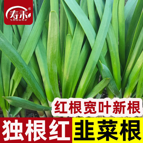 稀植移栽现挖红根宽叶韭菜阳台