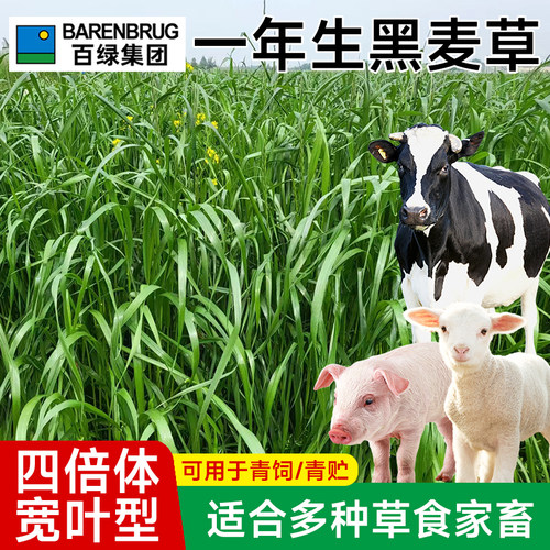 百绿四倍体黑麦草种籽子种四季多年生牧草种子草籽养殖草种四季青