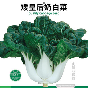 矮皇后奶白菜种子四季 盆栽油菜蔬菜孑子 小青菜种籽矮脚黄阳台秋季