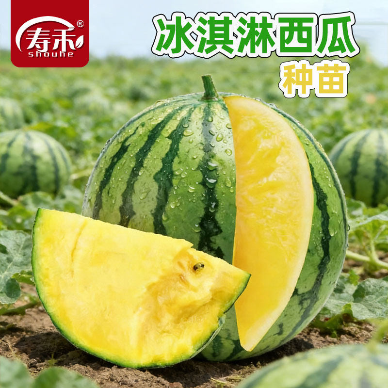 绿皮黄瓤冰淇淋西瓜种子种籽超甜薄皮黄心高端四季水果孑肉种植