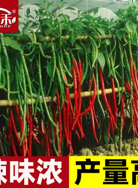 线椒种子辣椒种籽特辣蔬菜二荆条小米四季籽种孑子苗线大全螺丝椒