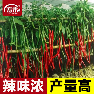 线椒种子辣椒种籽特辣蔬菜二荆条小米四季 籽种孑子苗线大全螺丝椒