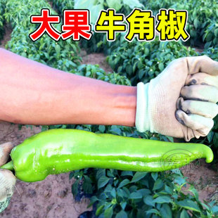 特大牛角椒種子苗秧辣椒種籽青椒籽種特辣四季 香辣高產(chǎn)蔬菜孑秧苗