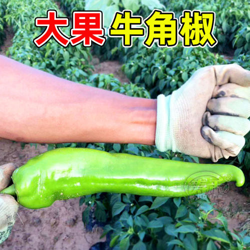 特大牛角椒种子苗秧辣椒种籽青椒籽种特辣四季香辣高产蔬菜孑秧苗