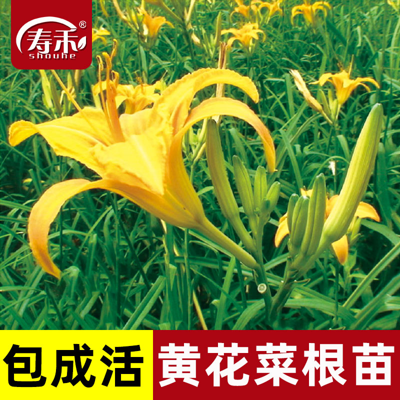 黄花菜根苗寿禾食用多年生四季