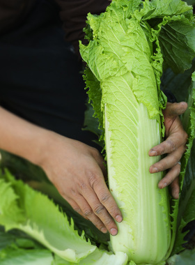 天津绿青麻叶大白菜种子种籽秋季青口四季蔬菜孑子早熟秋冬季籽种