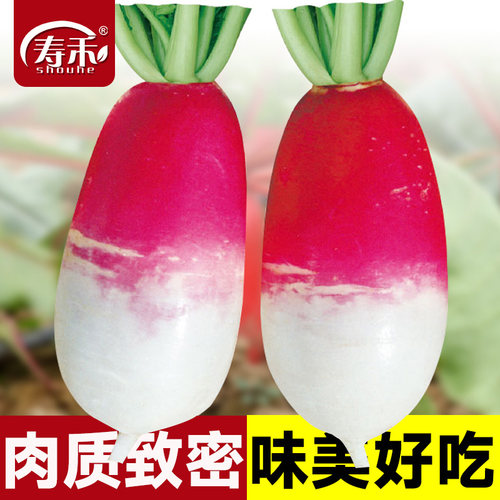 一点红水果萝卜种子红皮蔬菜孑