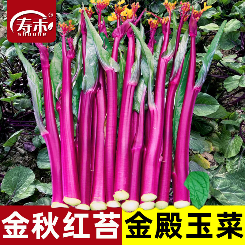 红菜苔种子广东四季增城