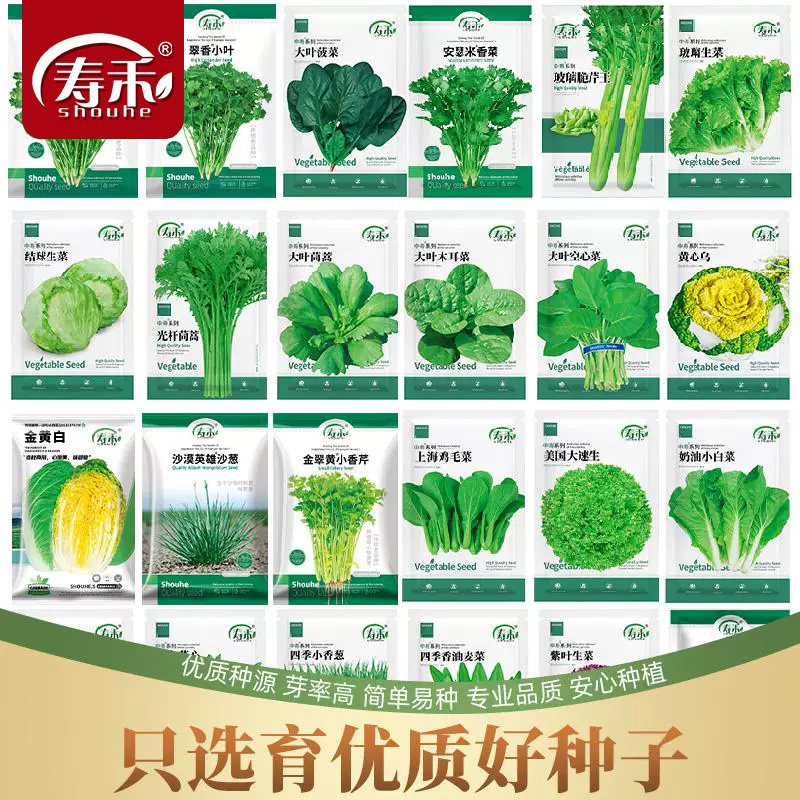 寿禾花菜香菜小葱鸡毛菜茼蒿乌塌菜种子孑蔬菜种籽立秋后种什么菜图片