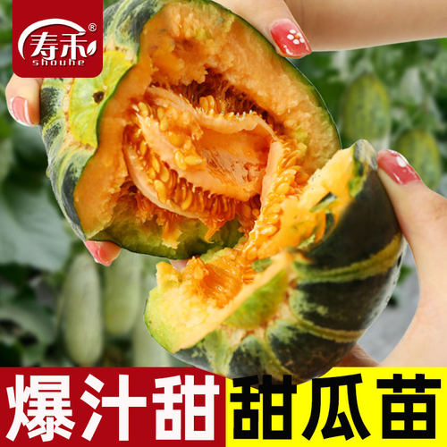 冰糖子甜瓜种子苗 超甜花蜜特甜香瓜高产夏季种籽孑 大全盆栽瓜苗