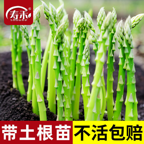 芦笋种子苗带土根盆栽四季