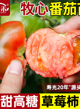 牧心番茄苗子大西红柿草莓柿子高端四季盆栽阳台蔬菜水果苗秧秧苗