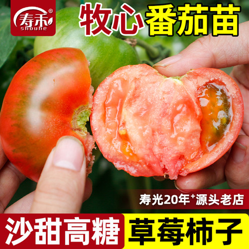 牧心番茄苗子大西红柿草莓柿子高端四季盆栽阳台蔬菜水果苗秧秧苗