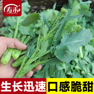 油薹种子油菜苔种籽蔬菜孑早熟油菜薹多芽菜花质嫩抗寒青菜