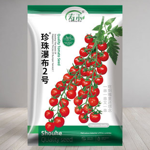 珍珠瀑布小番茄种子种籽孑圣女果西红柿四季盆栽蔬菜苗秧秧苗果苗