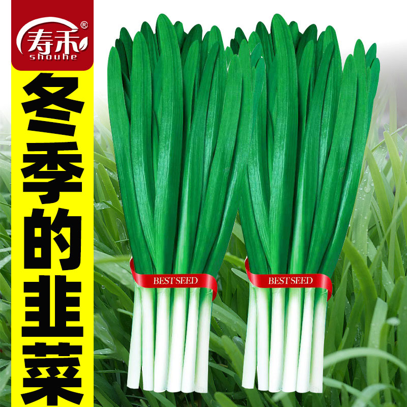 现挖宽叶四季阳台盆栽籽种韭菜根