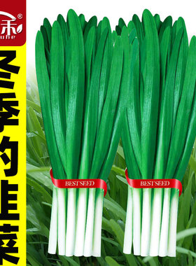 本地宽叶红根韭菜根九菜四季苗紫根盆栽根苗小叶种植盆根苗秧苗