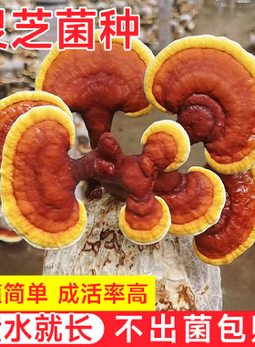 灵芝菌包蘑菇菌种子菌菇种植包平菇香菇磨菇种自种家庭家种
