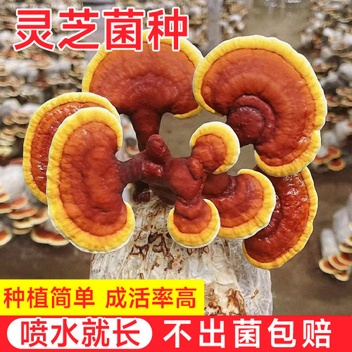 灵芝菌包蘑菇菌种子菌菇种植包平菇香菇磨菇种自种家庭家种