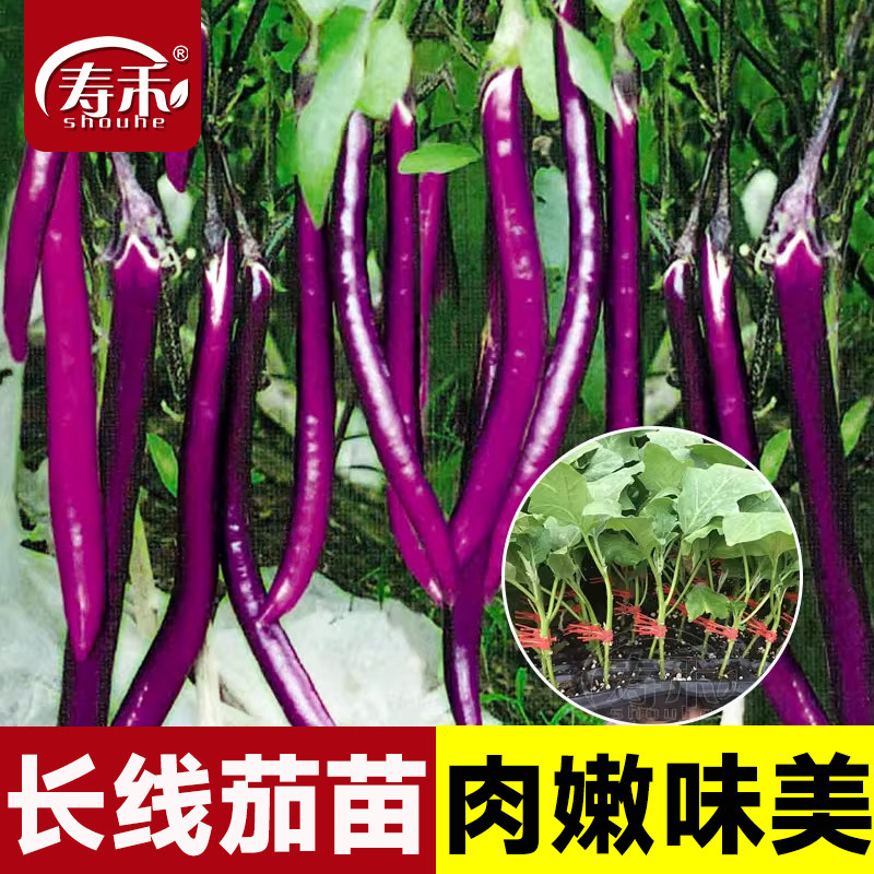杭茄一号长茄种子苗特大线茄茄子大全秧四季菜蔬菜种籽秧苗孑茄苗